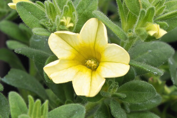 Macro of a yellow and white Calibrachoa flower