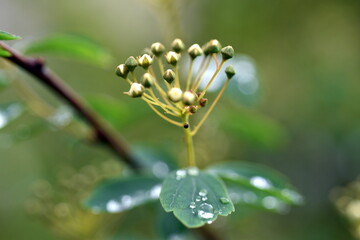 Junge Blätter und Knospen einer Spiraea