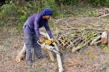 Lumberjack with chainsaw worker cutting tamarind tree trunk. Chainsaw cutting the branch.