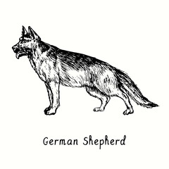 German Shepherd (Deutshe Schäferhund) standing side view. Ink black and white doodle drawing in woodcut style.