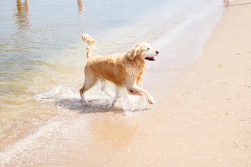 happy dog running along the beach on a sunny day golden retriever,
