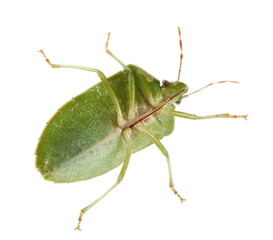 Southern green stink bug isolated on white background, macro