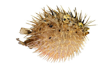 A Stuffed Sea Urchin Fish, Second Name, Ball Fish, Diodon (Latin Name), Side View. Cut On White Background © Alexander