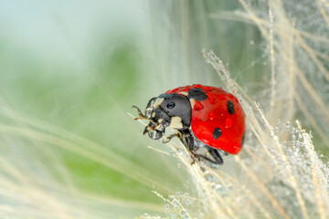Beautiful Ladybug on dandelion defocused background