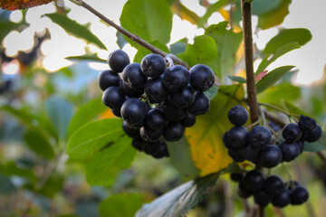 Aronia on the branches. Fruit chokeberry. Chokeberry berries. Ripe berries on a branch. Aronia fruit.