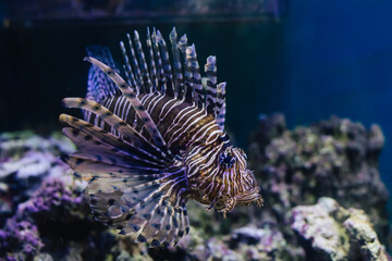 Lion fish close up floating in the warm seas of the equator above the reef stones in search of food.