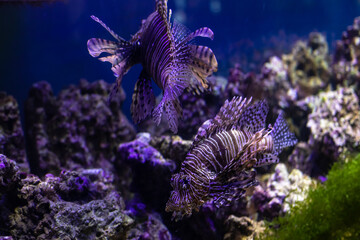 Lion fish close up floating in the warm seas of the equator above the reef stones in search of food.
