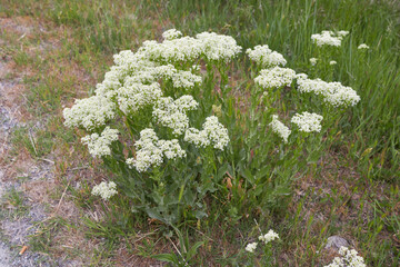Lepidium draba 