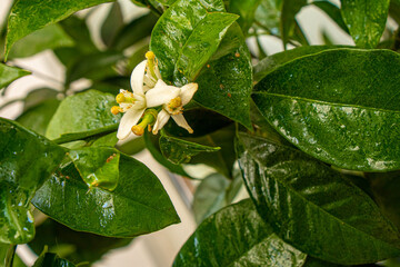 Obraz premium Lemon flowers on the balkony