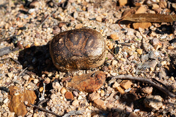 Pisolithus fungus on the ground. Fungus closeup.