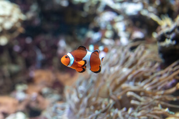 Fototapeta na wymiar Clownfish Amphiprion in the thickets of seaweed actinia. The reef is in the background. Fish of warm seas