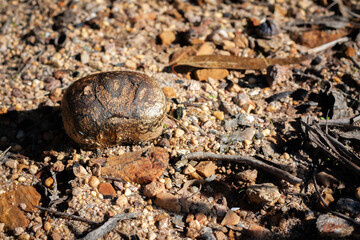 Pisolithus fungus on the ground. Fungus closeup.