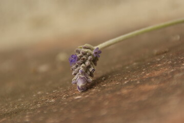 lavanda