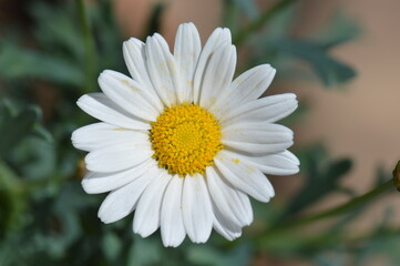 white daisy flower