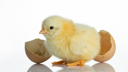 Newborn chicks and broken egg shells on white table
