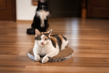 Cat is lying on a scratching post