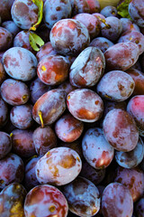 Ripe plums. Plums with a few leaves. Close up of fresh plums, top view. Macro photo food fruit plums. Texture background of fresh blue plums. Image fruit product. D'Agen French prune plum.