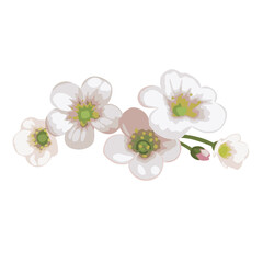 Flowers white meadow Saxifrage. Vector illustration isolated on white background.
