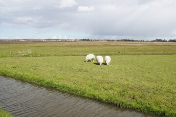 Dutch meadow landscape. Sheep in the pasture. Ditch, horizon, cloudy skies. Spring, Netherlands, May. 