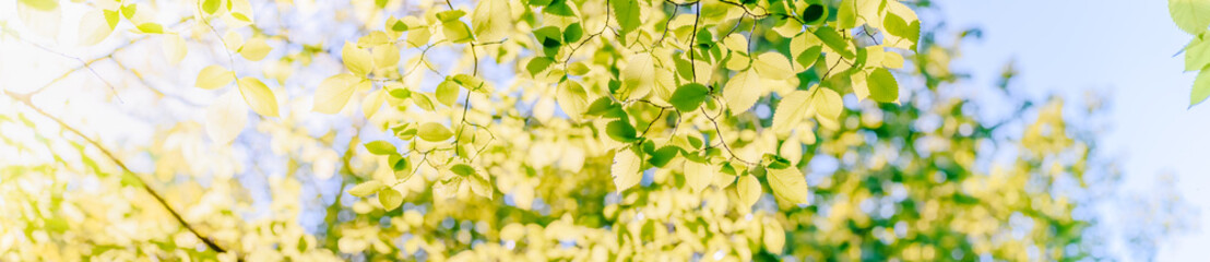 Fototapeta na wymiar Beautiful panoramic spring scenery with green leaves and bokeh background