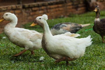 Dirty ducks running on a field