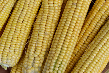 Yellow cobs of corn, close up. Macro.