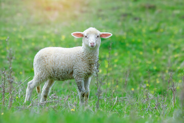 Naklejka na ściany i meble A cute small sheep on the meadow . He is first time on the spring grass. Around are yellow flowers.