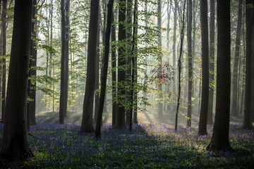 Flowers sea in Hallebos woods in Belgium during Spring with sunrays