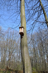 Drewniana budka dla ptaków wysoko na drzewie - obrazy, fototapety, plakaty