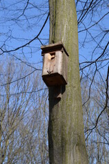 Drewniana budka dla ptaków wysoko na drzewie