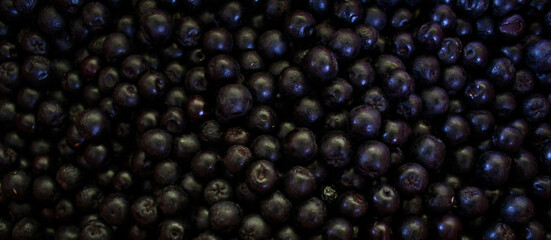 Banner. Chokeberry berries. Aronia berries. Chokeberry, aronia background fruit. Fruits. Berry. Freshly picked ripe berries. Aronia melanocarpa or black chokeberry background. Close up. Macro.