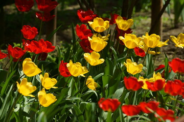 Fototapeta premium red and yellow tulips
