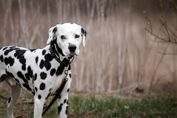 Dalmatian on a walk in the forest close up
