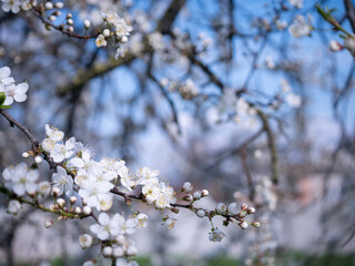 Spring flowers on the branches of an apricot tree. Warm weather. Hi spring. Background for a card with flowers. Delicate white petals. Blooming fruit trees. Blurred background. Empty space for text.