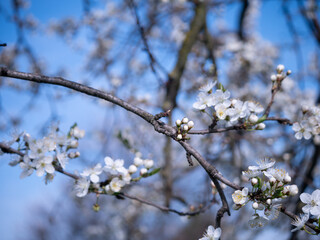 Spring flowers on the branches of an apricot tree. Warm weather. Hi spring. Background for a card with flowers. Delicate white petals. Blooming fruit trees. Blurred background. Empty space for text.