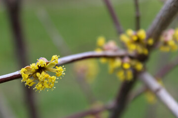 Blooming flowers of Cornelian cherry. Yellow flowers. It goes by other names like European cornel, Cornelian cherry dogwood, Cornus mas.