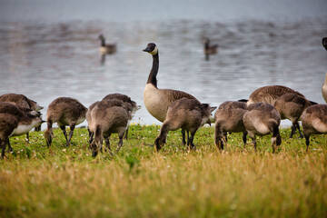Nature scene at Fairhaven Lake in Lytham St Annes