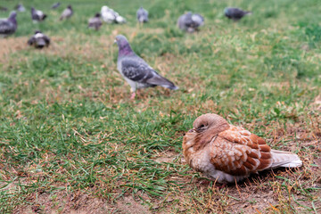 Obraz na płótnie Canvas red-brown and blue doves on the grass