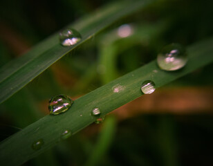 Grass