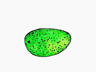 Green ‘Julie’ mango painting on a white background