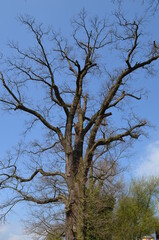 Wielki dąb bez liści, pokrój drzewa, Quercus © Ewa