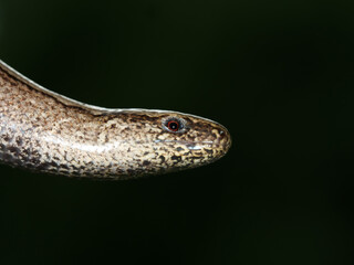 Blindschleiche, Nahaufnahme / Westliche Blindschleiche (Anguis fragilis)