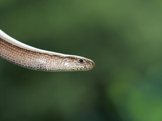 Blindschleiche, Nahaufnahme / Westliche Blindschleiche (Anguis fragilis)