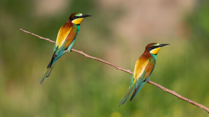 European bee eater Merops apiaster sitting on a branch