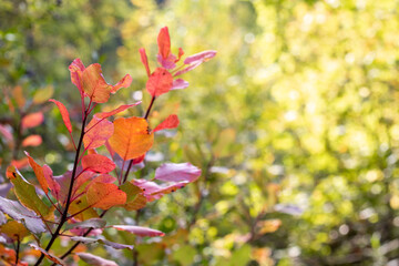 Branch with red leaves in the autumn forest on a blurred background