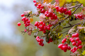Viburnum bush with red berries on a blurred autumn background