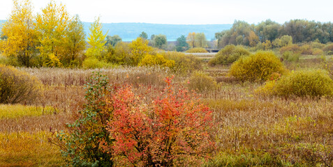 Autumn view with colorful vegetation in the meadow. Golden autumn