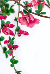 Naklejka premium cherry plum pink flower white background green leaves twig