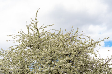 Large number of flowers on cherries, abundant fruitful cherries in early spring