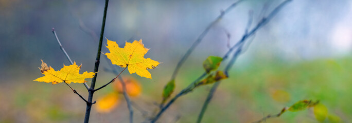 Bright autumn maple leaves in the forest on the lawn, panorama